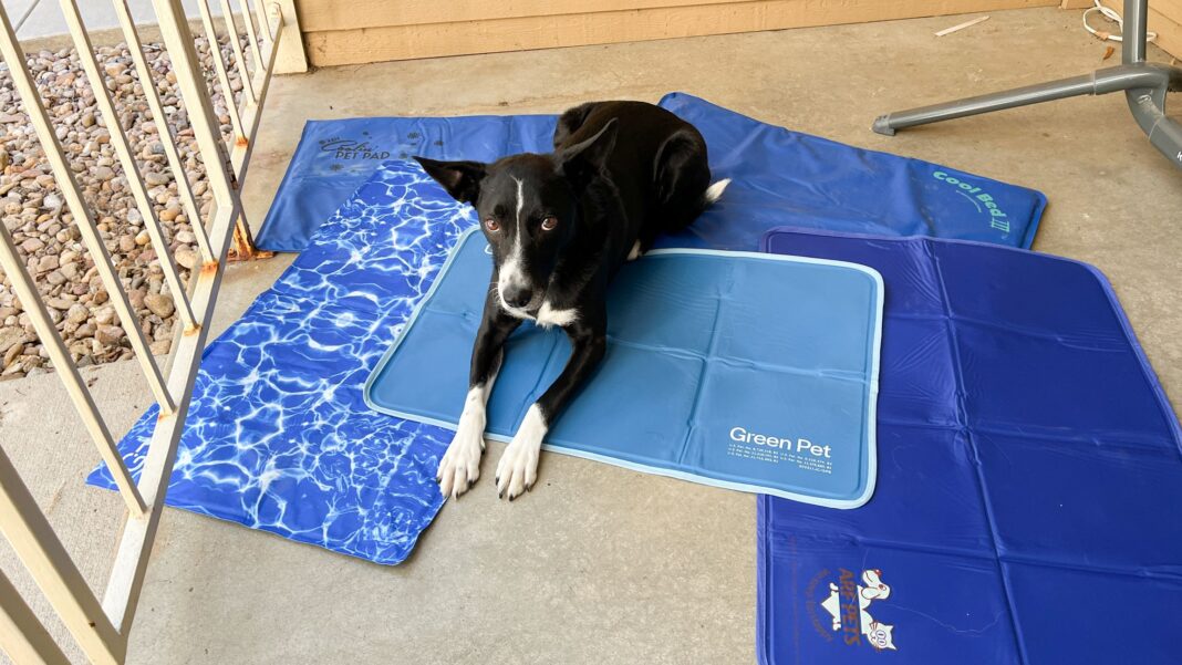 Best Cooling Mats for Dogs to Choose in
